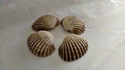 Shell with blurred object and white background for pattern, decorative elements, vector illustration, Coloring book page, fashion design, business card, wedding invitations, greeting cards, gift vouch