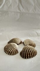 Shell with blurred object and white background for pattern, decorative elements, vector illustration, Coloring book page, fashion design, business card, wedding invitations, greeting cards, gift vouch