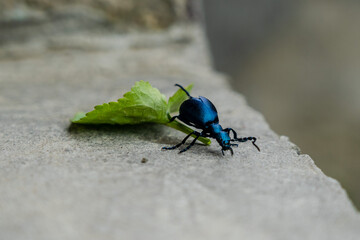 Closeup photo of a blue beetle with green leaf on stone