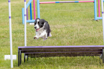 Dog jumping during an agility competition