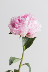 Fresh Pastel colored Pink peony in full bloom with white background