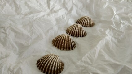 Shell with blurred object and white background for pattern, decorative elements, vector illustration, Coloring book page, fashion design, business card, wedding invitations, greeting cards, gift vouch