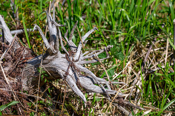 A dry snag in the forest on a sunny day