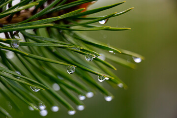 raindrops on a pine branch close-up