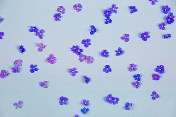 blue background with small blue-purple wildflowers