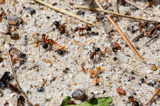 ants on the sand, macro photography