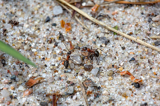ants on the sand, macro photography