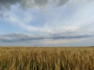 field of wheat