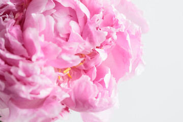 Fresh Pastel colored Pink peony in full bloom with white background