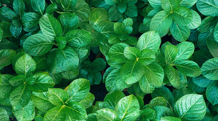 Natural background of green leaves with vintage filter