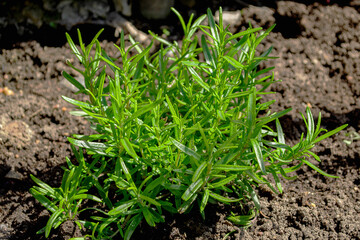 Green bush of fragrant rosemary in the garden on a sunny summer day