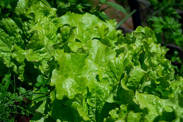 Juicy green lettuce leaves in the garden on a sunny day