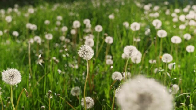 Lite lustrous dandelions farm harvest flourishing