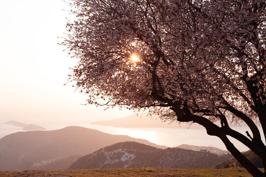 Beautiful blooming pink tree sakura,cherry or apple at spring sunset.Beauty in nature,mountains,sea,evening concept.Copy space