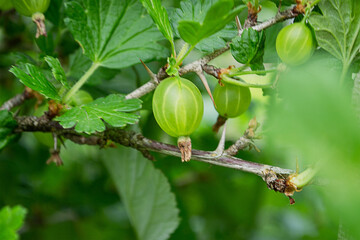 Green gooseberries on a green bush in a summer garden on a sunny day. Healthy food, food, berries, gardening.