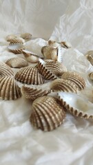 Shell with blurred object and white background for pattern, decorative elements, vector illustration, Coloring book page, fashion design, business card, wedding invitations, greeting cards, gift vouch