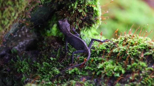 Seen under a moss covered rock from its side then moves to the left looking to the camera, Brown Pricklenape Acanthosaura lepidogaster, Khao Yai National Park.
