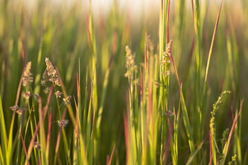 Meadow grass and flowers in the evening golden hour with blurred background. Summer, spring and...