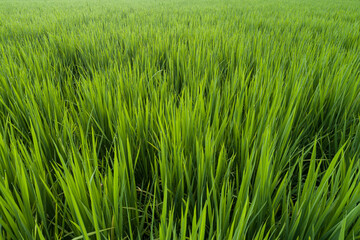 Green rice crops in growth at field