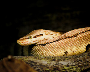 close up of a snake. The ball python, Python regius, also called the royal python, is a python species where it lives in grasslands, shrublands and open forests. This nonvenomous constrictor snake.