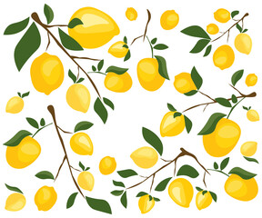 lemon, twig, leaves, sour, yellow, ripe