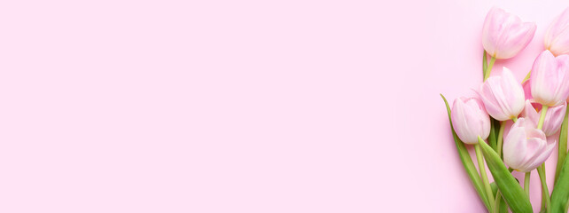Beautiful tulip flowers on pink background with space for text