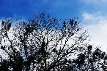 View up to the sky with Surrounding trees.