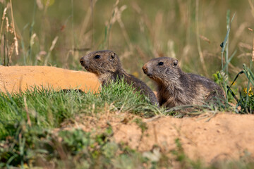 Marmottes (Marmota marmota) jeunes marmottes, les premières sorties du terrier s'effectuent en...
