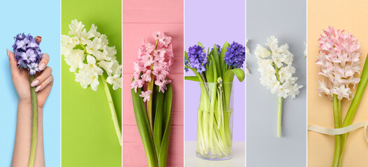 Collage with beautiful hyacinth flowers on colorful background