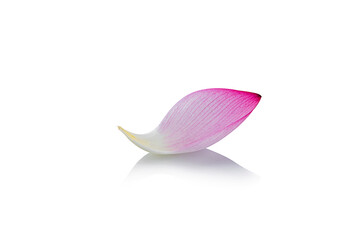 pink royal lotus petal on a white,isolated