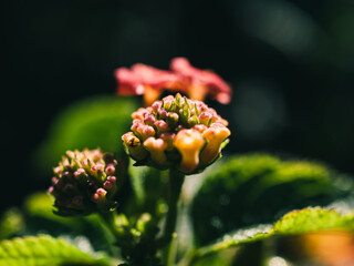 Close up of a Lantana flower