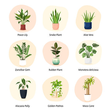 Set of indoor house plants vector.