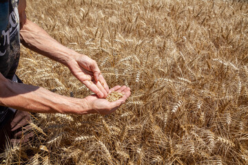 Agriculture et ressources alimentaires - Agriculteur contrôlant la maturité des grains de blé  dans la paume de sa main au dessus d'un champ de céréales avant la récolte