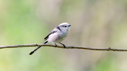 bird, robin, natur, wild lebende tiere, tier, rot, wild, ast