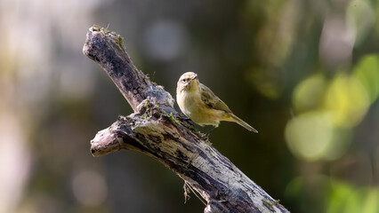 bird, robin, natur, wild lebende tiere, tier, rot, wild, ast