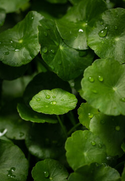 Low key of raindrops on gotu kola leaves. Natural background Centella asiatica (gotu kola) with succulent fresh leaves. Concept natural medicine. 