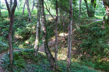 武蔵松山城跡の空堀【比企城館跡群】／日本埼玉県比企郡吉見町