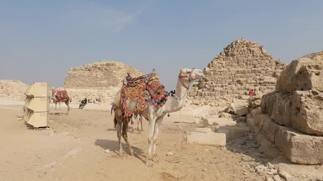 Static view of camels for tourists ride at Giza pyramid complex in Egypt.