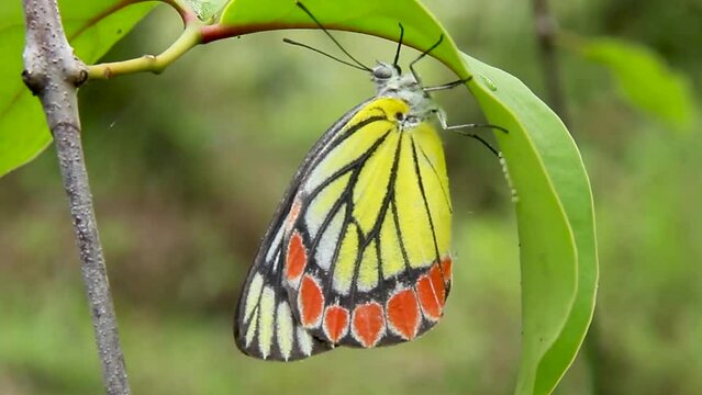 Butterfly laying eggs on a green leafl yellow red black white butterfly close up nature in south asia Delias eucharis common Jezebel