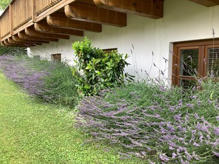 Blühender Lavendel unter einem traditionellen bayerischen Holzbalkon an einem Bauernhaus, Bayern, Deutschland, Europa 