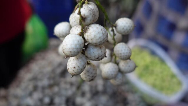 Tropical fruit Calamus tenuis or Canella berries. This climbing palm fruit of some species of Cane tree is edible when ripe. A rare medicinal species are known as bet fruit in Bangladesh. 