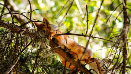 The squirrel lay down to rest
