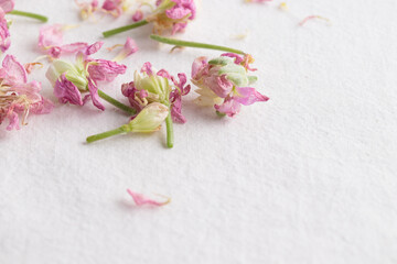 Floral pattern made of pinkflowers on white background