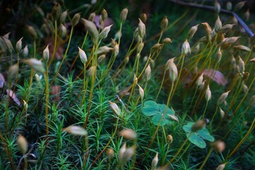 Waldboden mit Klee, Moos und Pilzen