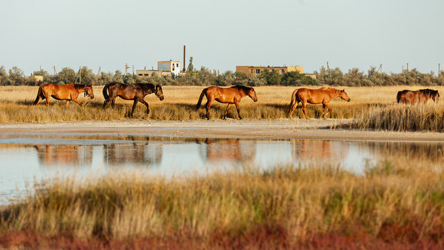 A herd of wild horses in the steppes of Ukraine. Kinburn spit