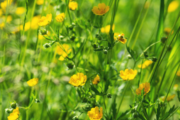 Blooming yellow buttercup flowers in a meadow or field close-up. Ranunculus acris on the lawn in the park in summer. Selective focus	