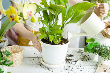 Woman transplants flowers at home and waters them from a watering can. Pots with flowering plants, earth. Proper transplantation and crafting of plants. Homework, plant growing