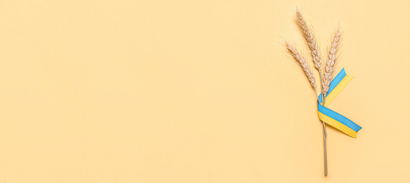 Wheat spikelets and ribbon in colors of Ukrainian flag on beige background with space for text