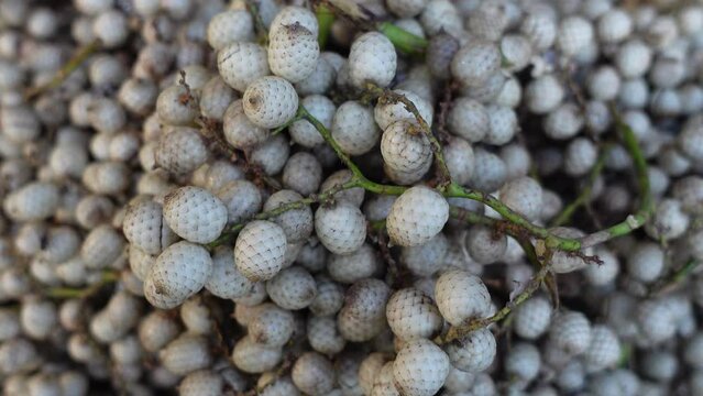 Tropical fruit Calamus tenuis or Canella berries. This climbing palm fruit of some species of Cane tree is edible when ripe. A rare medicinal species are known as bet fruit in Bangladesh. 