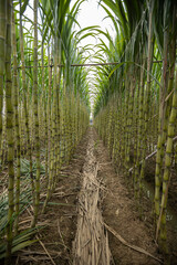 Sugarcane field with plants growing